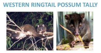 Western Ringtail Possum Tally