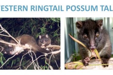 Western Ringtail Possum Tally