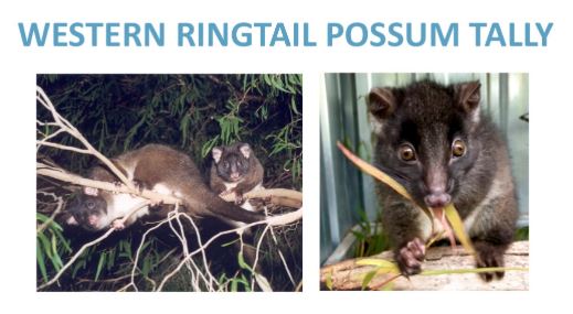 Western Ringtail Possum Tally
